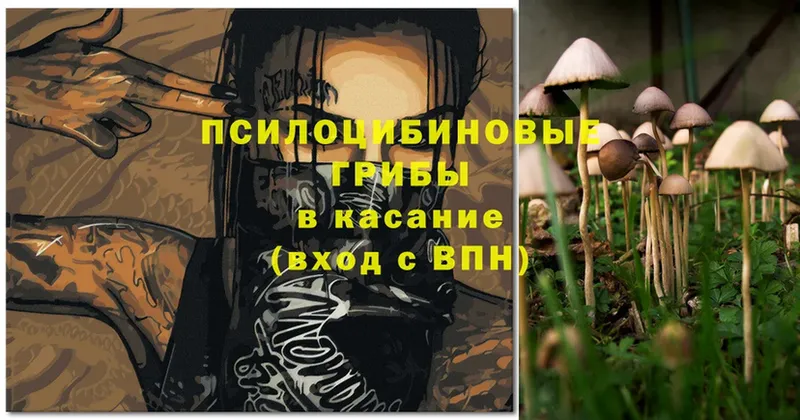 цена   Городовиковск  Псилоцибиновые грибы Psilocybine cubensis 